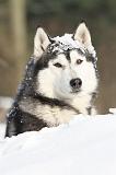 SIBERIAN HUSKY 195